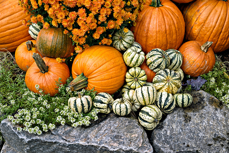 Try These Types of Squash for Fall & Winter