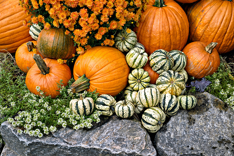 Try These Squashes for Fall & Winter