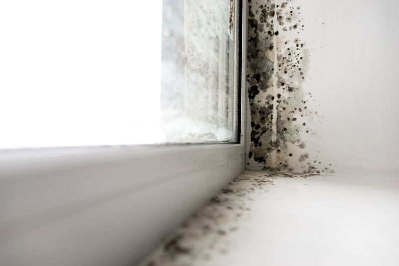 Why You Should Damp-Proof Your Building